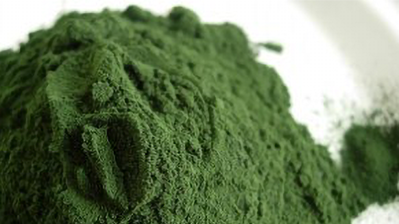 Spiruline en poudre